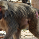 Illustration for article titled Baboons are capable of understanding analogies